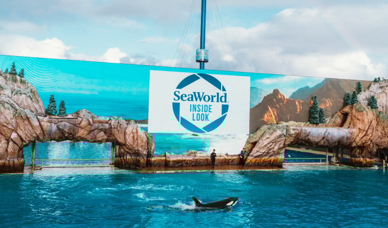 Orca whale at SeaWorld San Diego