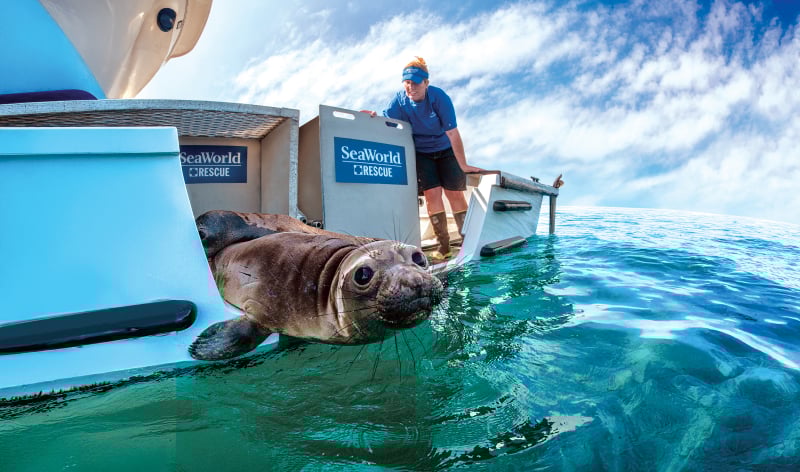 Sea Lion pup being released into the ocean