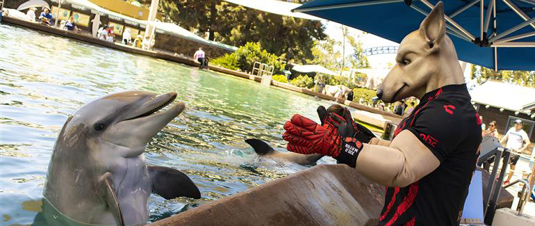 Sport mascot with a dolphin