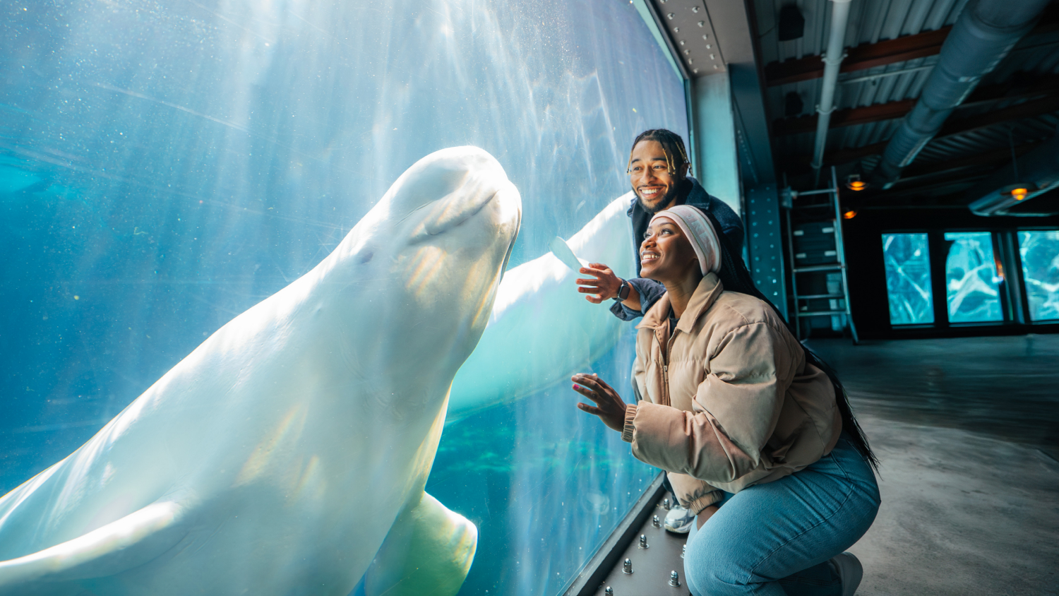 A man and woman looking at a Beluga whale