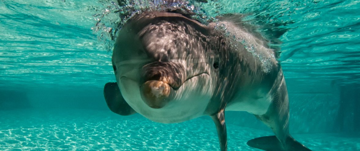 Dolphin underwater 