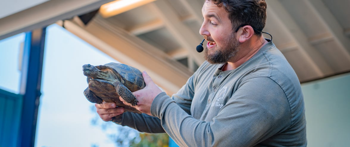 Person holding a turtle