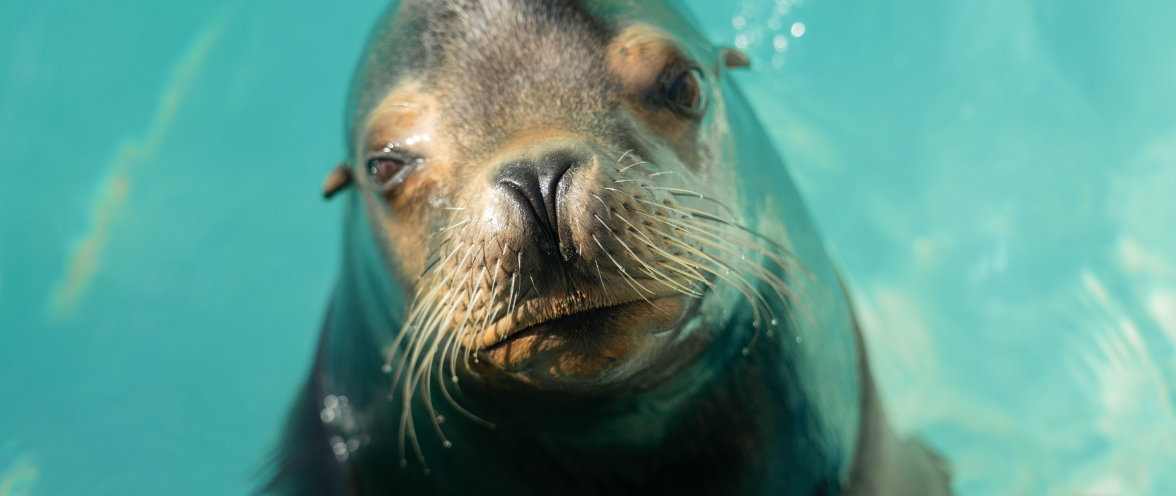 Sea Lion