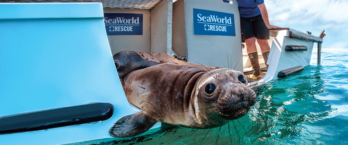 Elephant seal being released to the ocean