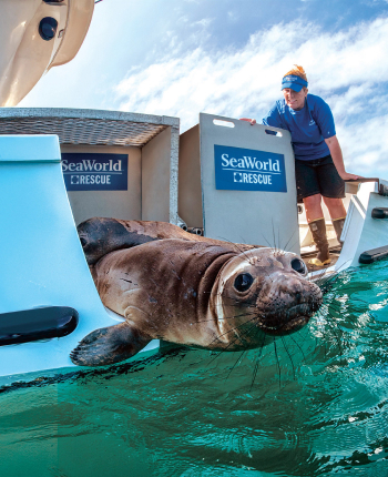 Elephant seal being released to the ocean