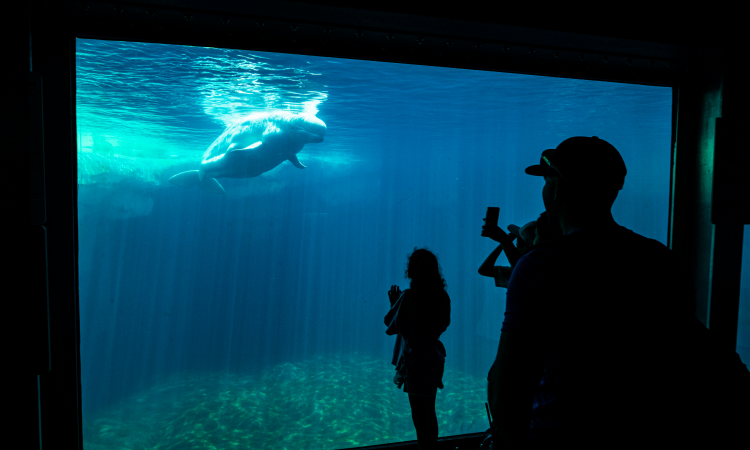 Beluga in tank.