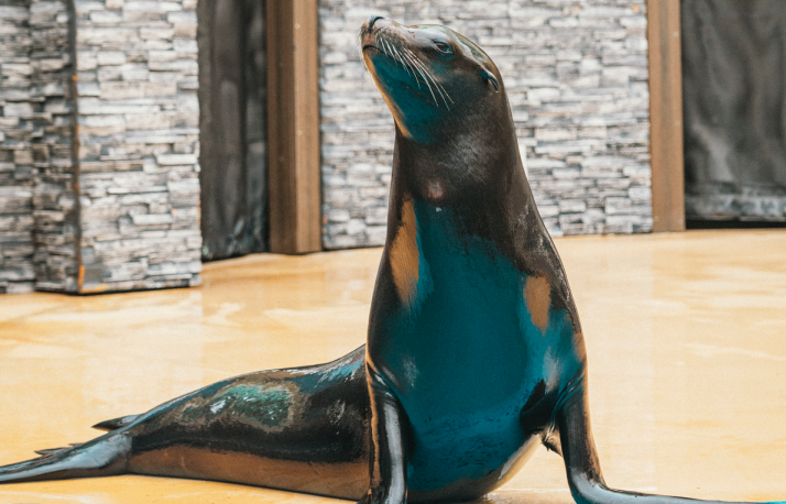 Sealion.
