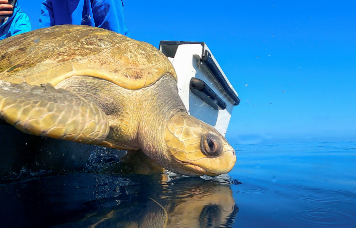 Seaturtle.