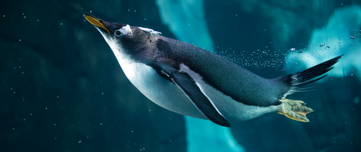 Penguin swimming