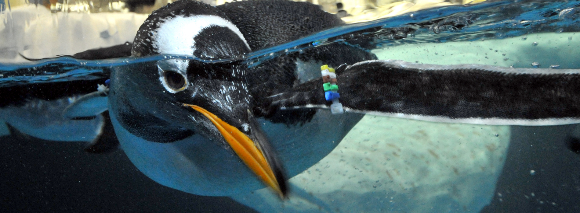 Penguin swimming