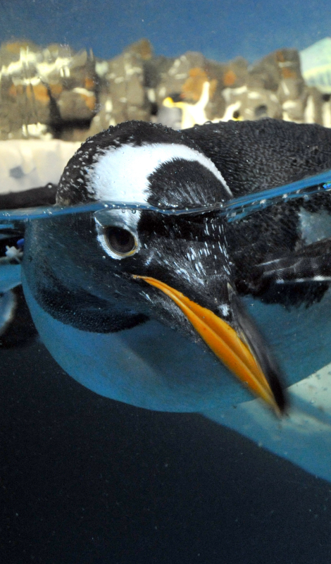 Penguin swimming