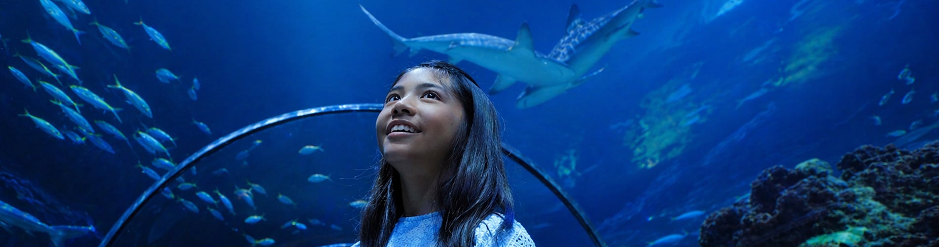 Shark Appreciation Week