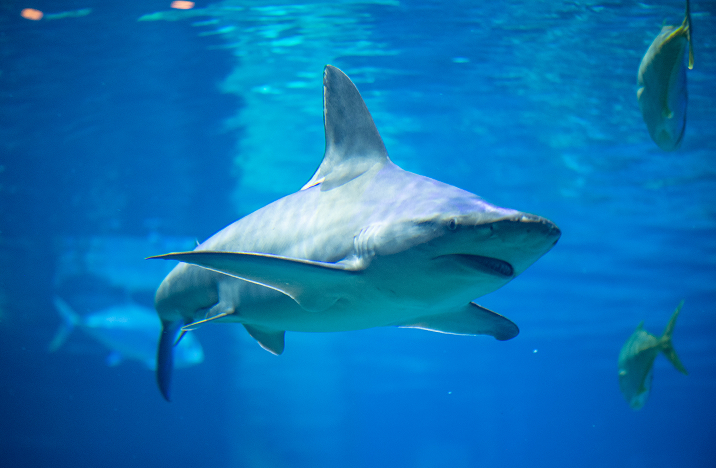 Shark Appreciation Week