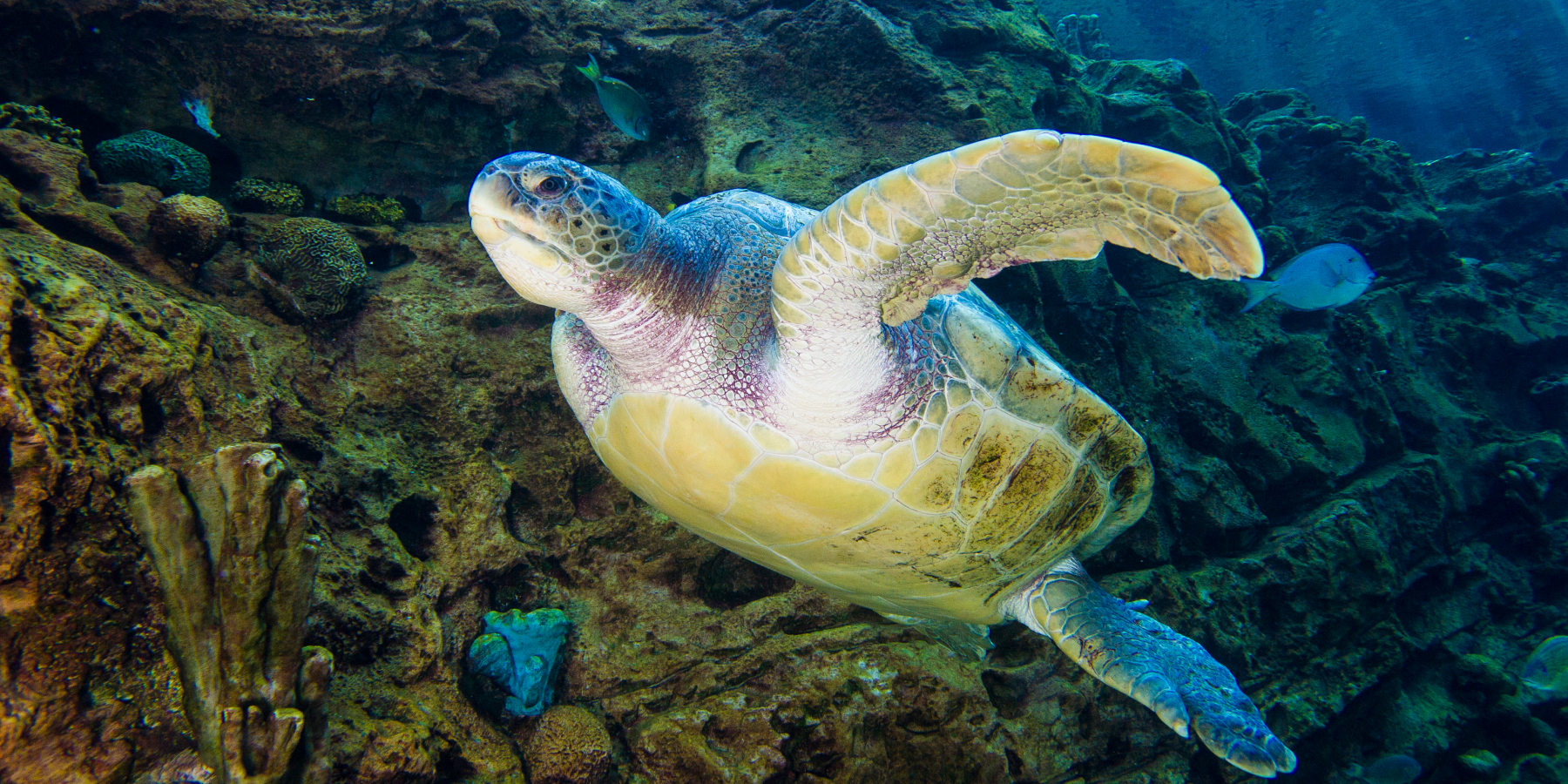 Sea Turtle in the ocean