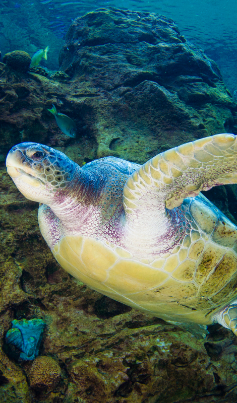 Sea Turtle in the ocean