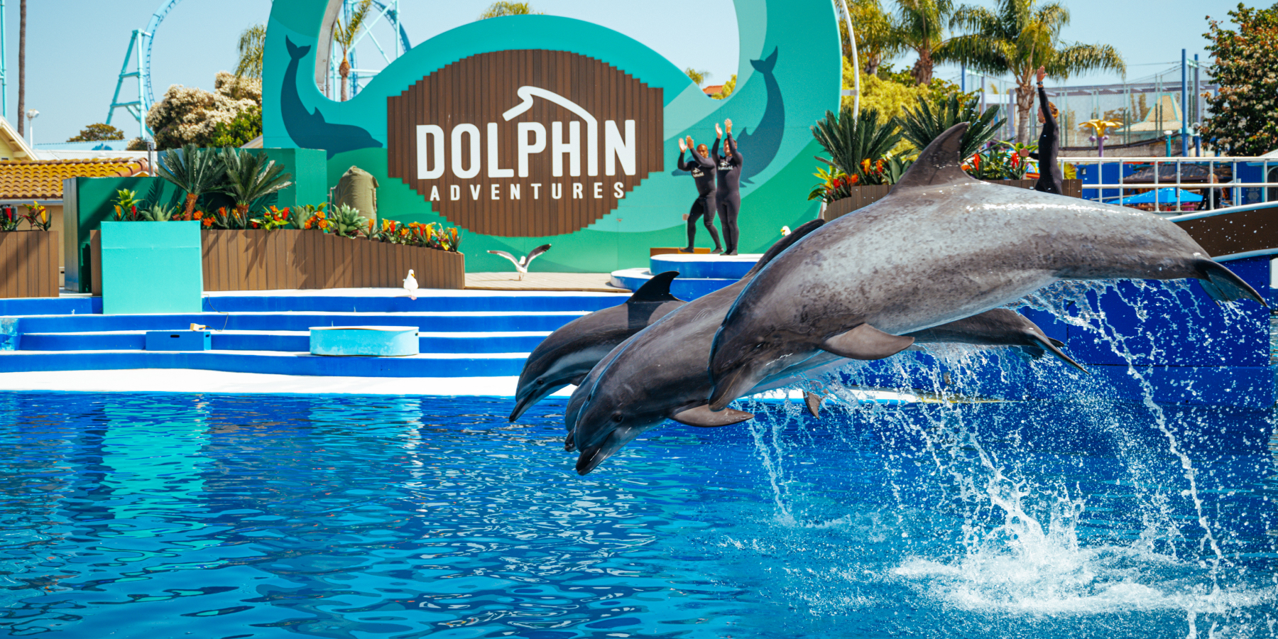 Three dolphins jumping out of the water