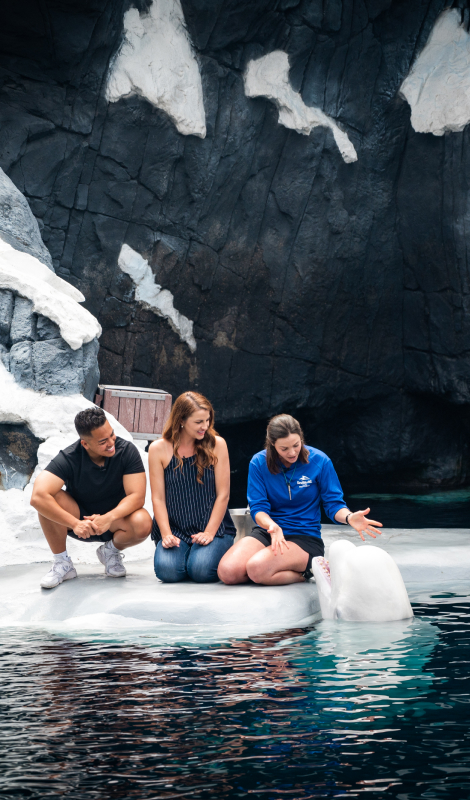 Three people at a Beluga whale interaction