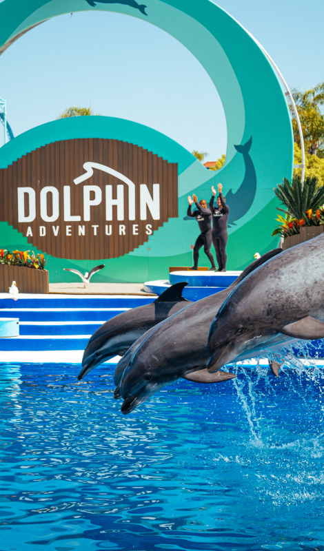 Three dolphins jumping out of the water