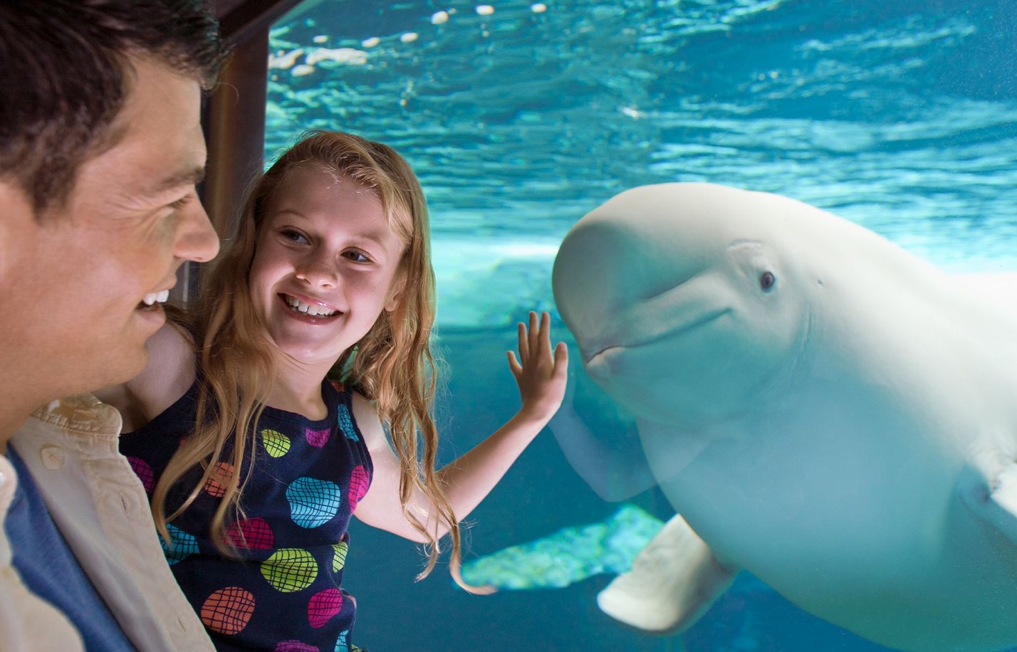 Man and child looking at beluga whale