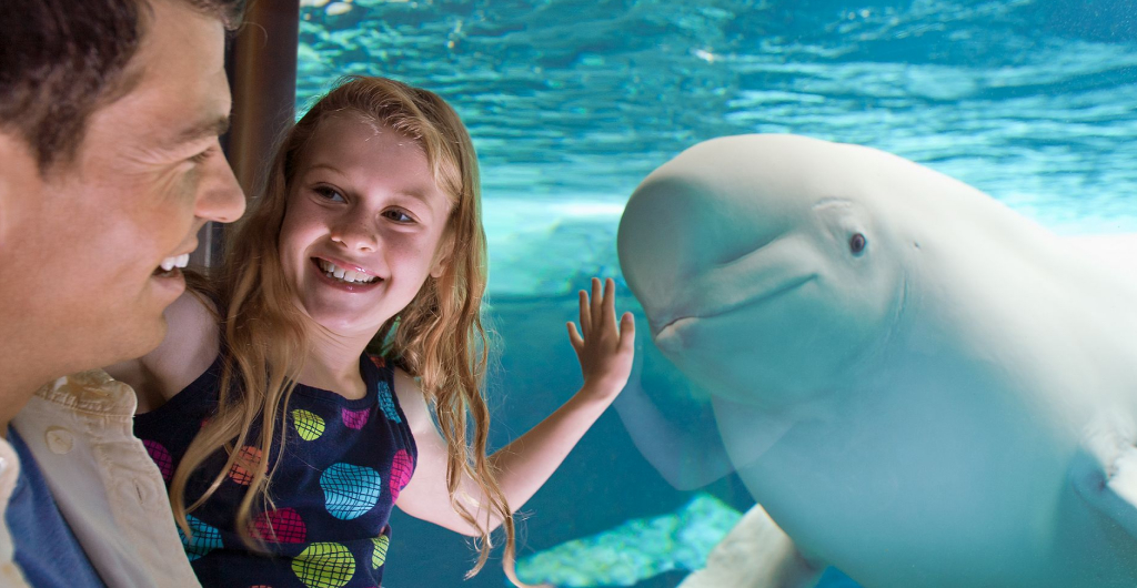 Man and child looking at a beluga whale