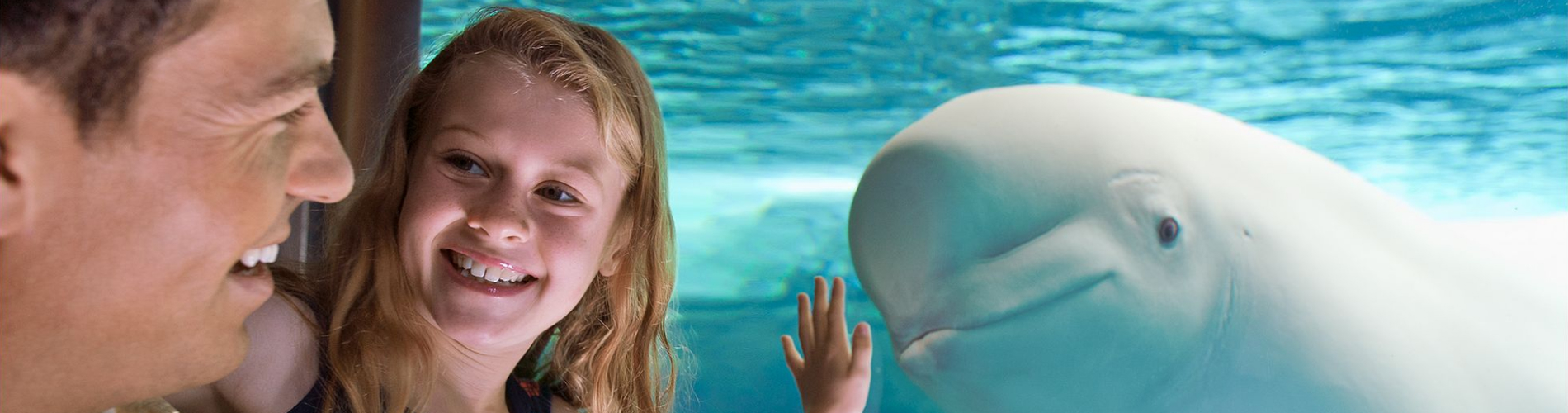 Man and child looking at a beluga whale