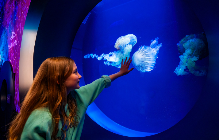 Woman looking at jellyfish