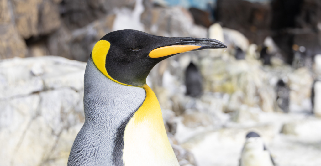 Penguins