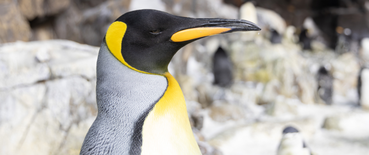 Penguins