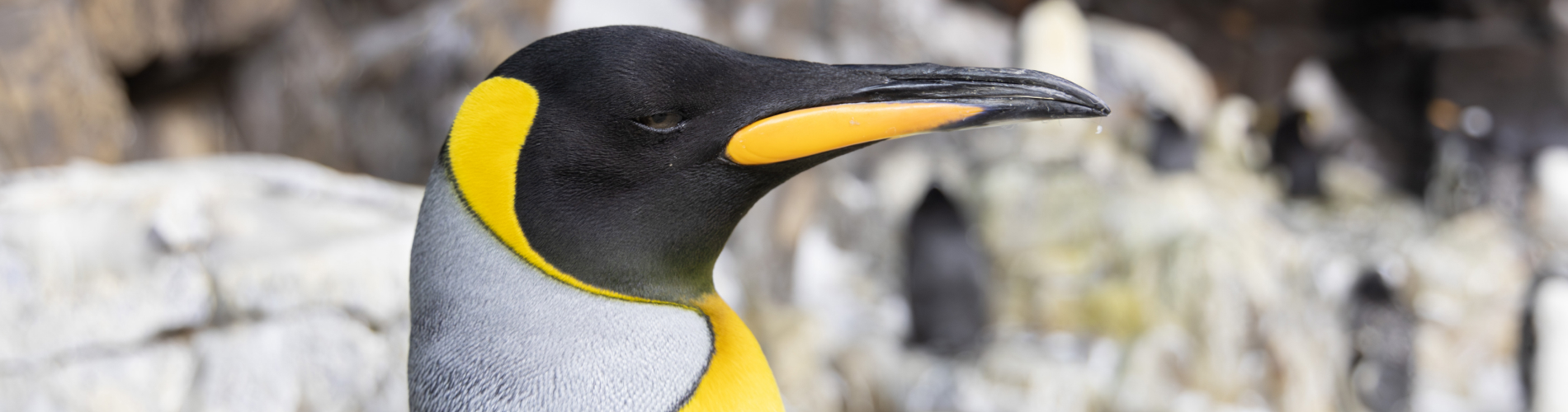 Penguins