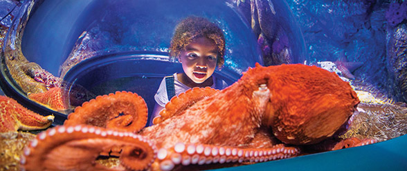 Ocean Explorer area at SeaWorld San Diego