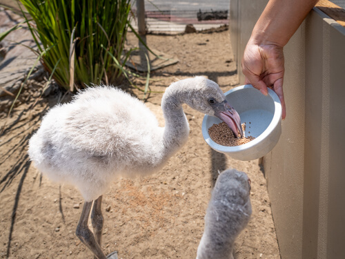 SeaWorld San Diego Flamingo Chick Feeding