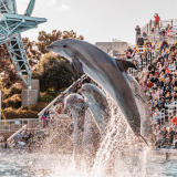 Dolphins jumping out of water