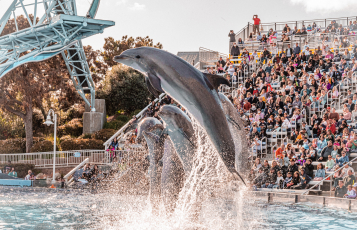 Dolphins jumping out of water