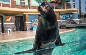 Sea lion in a pool