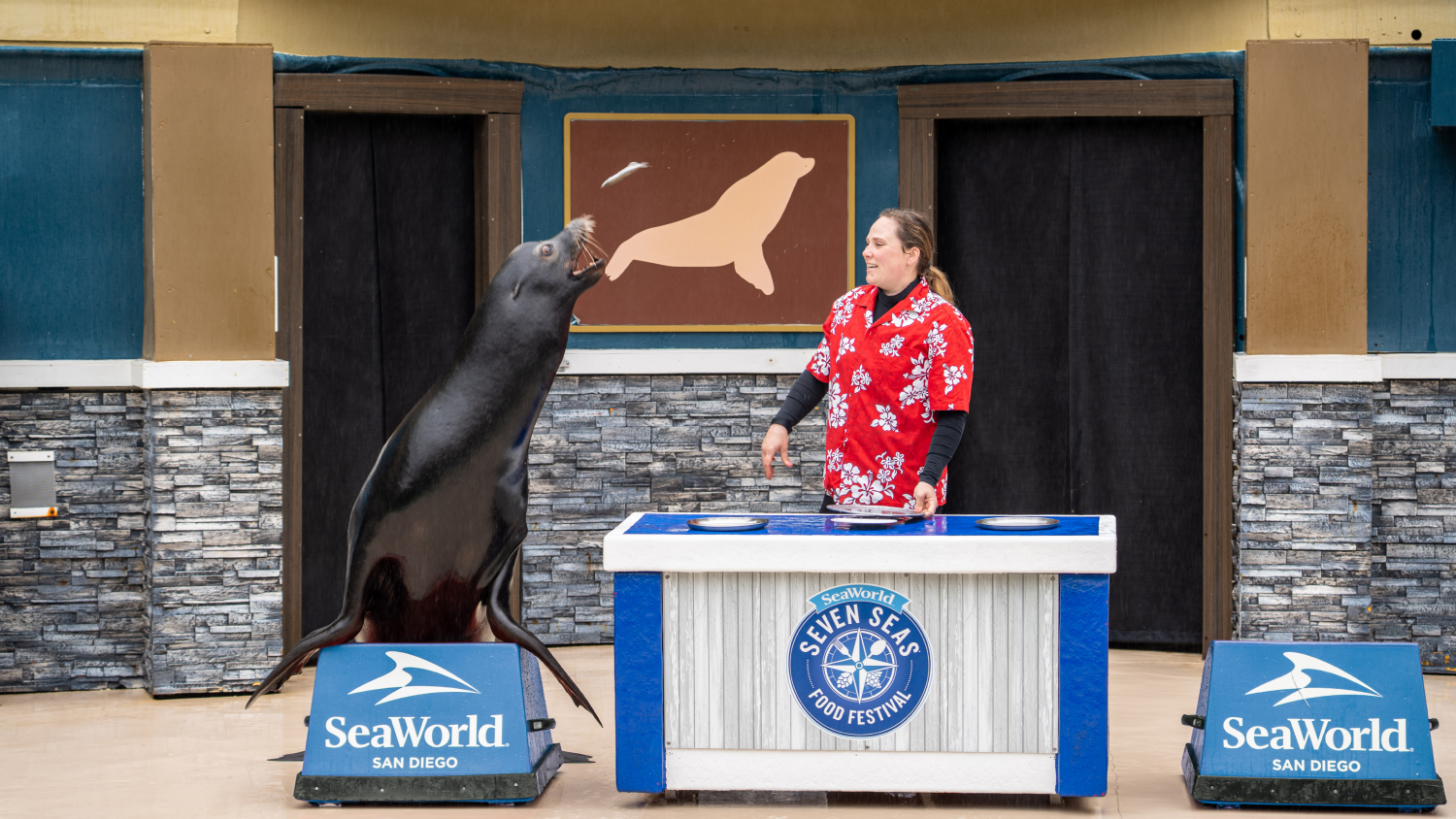 Animal specialist with a sea lion