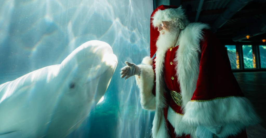 Santa viewing a Beluga whale through glass