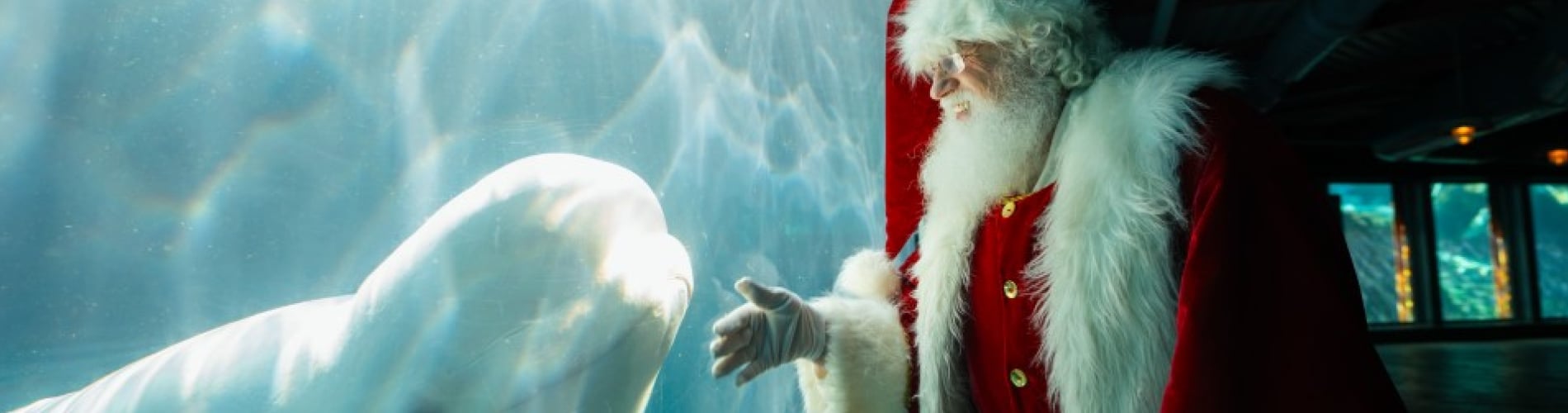 Santa viewing a Beluga whale through glass
