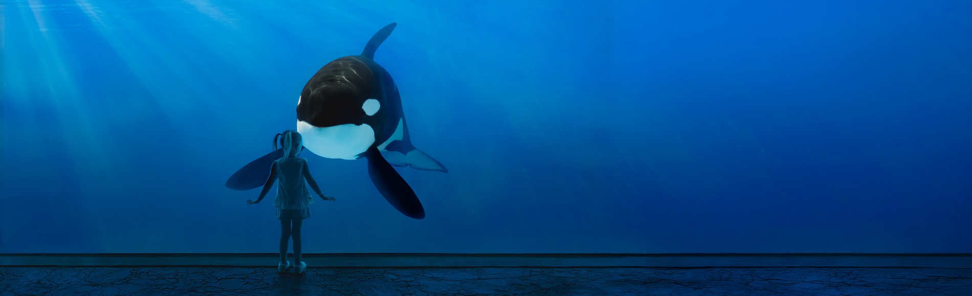 SeaWorld San Diego Orcas