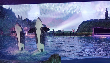Shamu Celebration