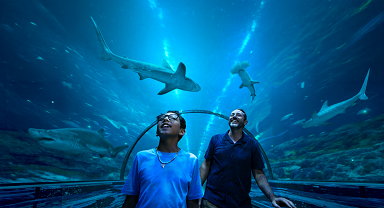 Sharks