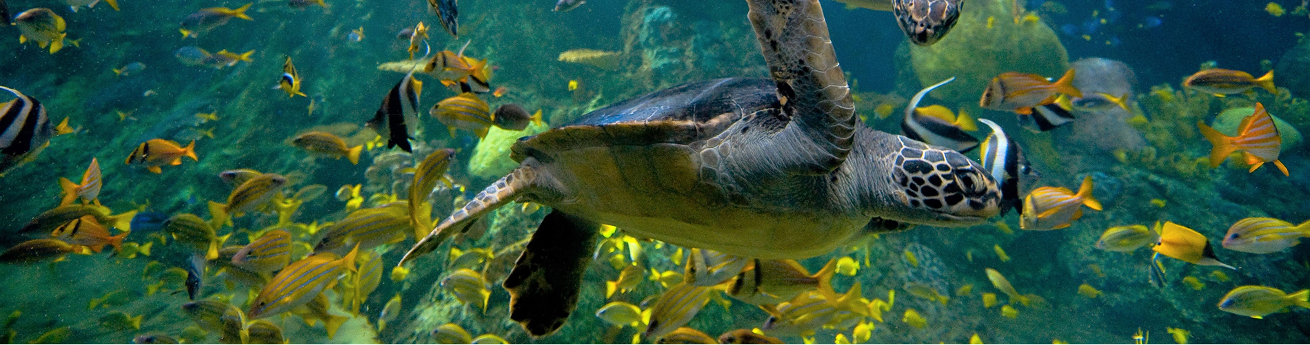 SeaWorld San Diego