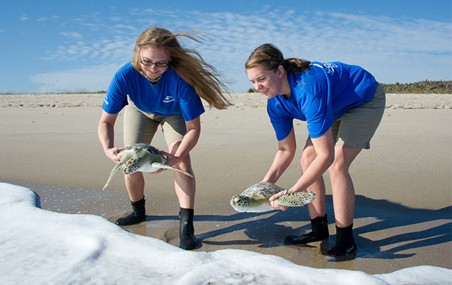 Rescued sea turtle release