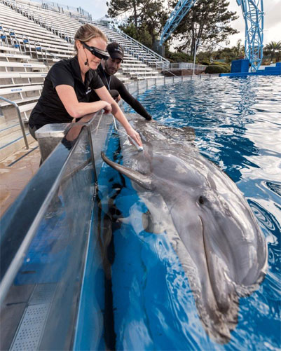 SeaWorld trainers and vets with dolphin