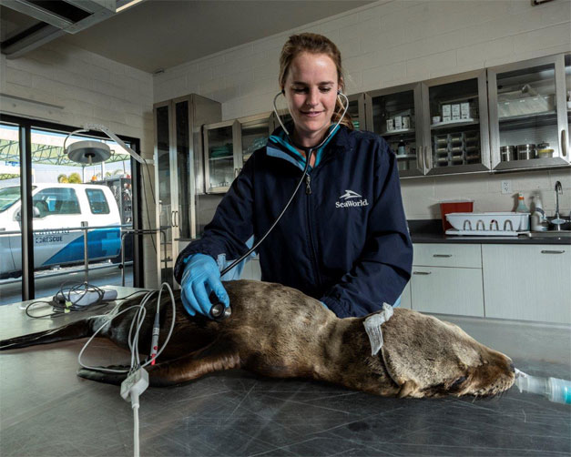 Dr. Kelsey Herrick treating a sick marine animal
