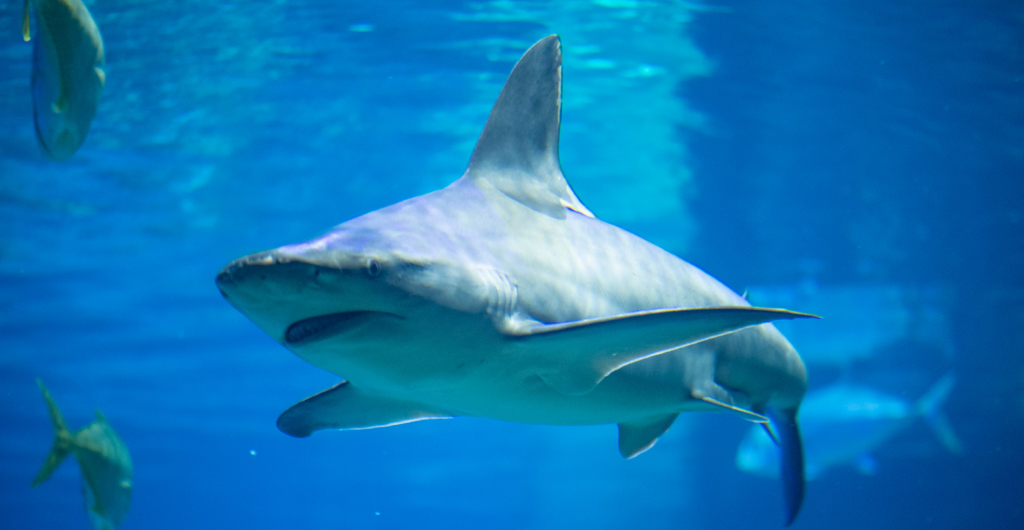 The Ultimate Shark Experience at Sea World.