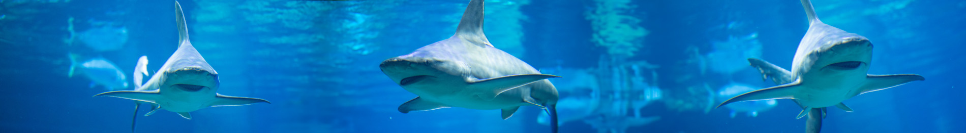 The Ultimate Shark Experience at Sea World.