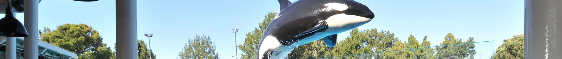 Dine with Orcas speciality dining experience at SeaWorld Orlando