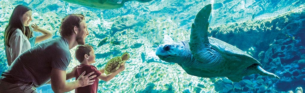 Sea turtle underwater viewing