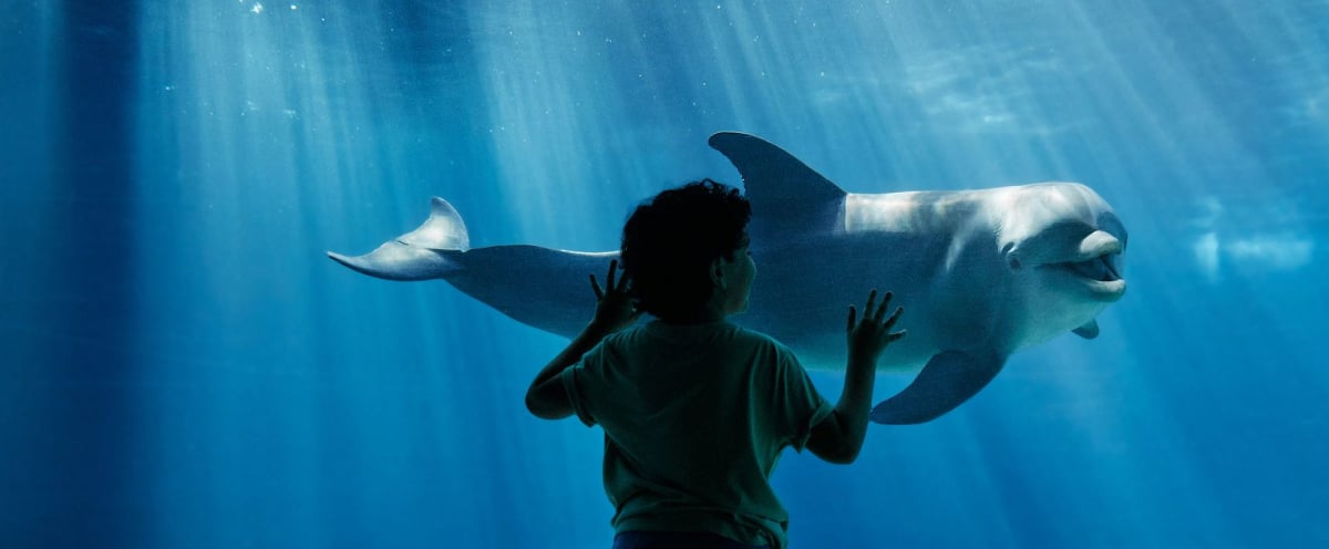 A boy looking at a dolphin in awe through a glass window