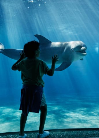 A boy looking at a dolphin in awe through a glass window